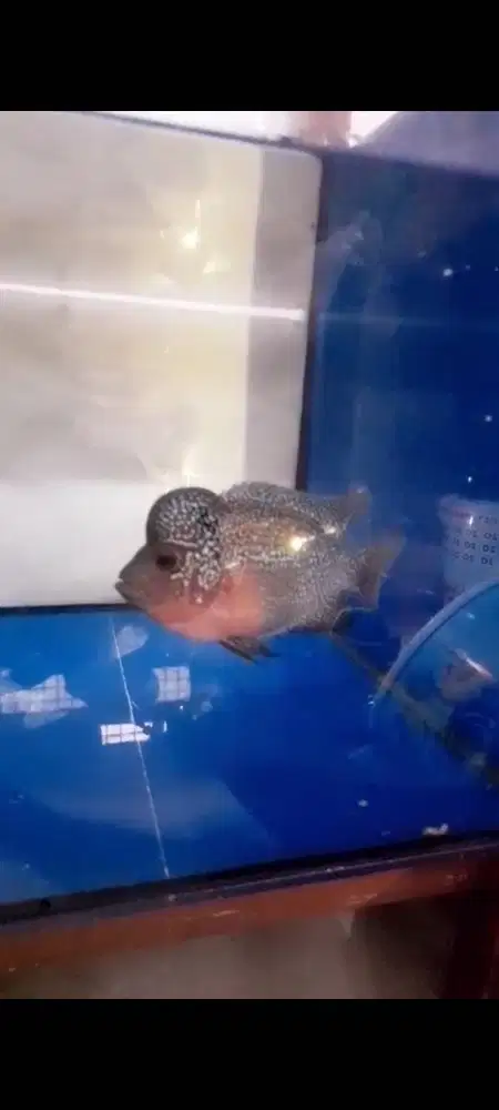 Ikan louhan UK 3 jari up