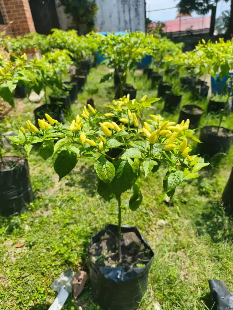 Pohon Cabe Polybag