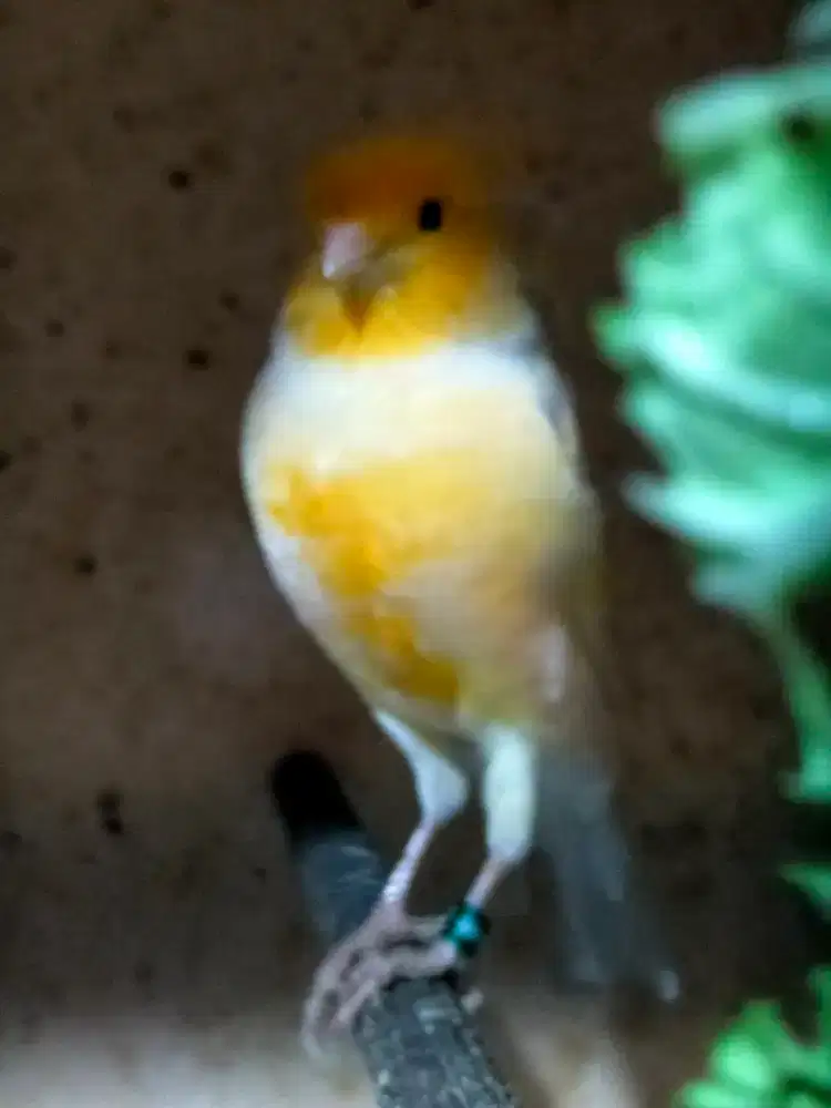 Burung kenari F1ys betina siapan