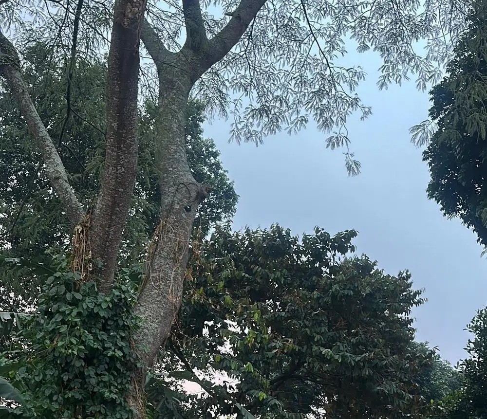 Tukang masak dan bersih2
