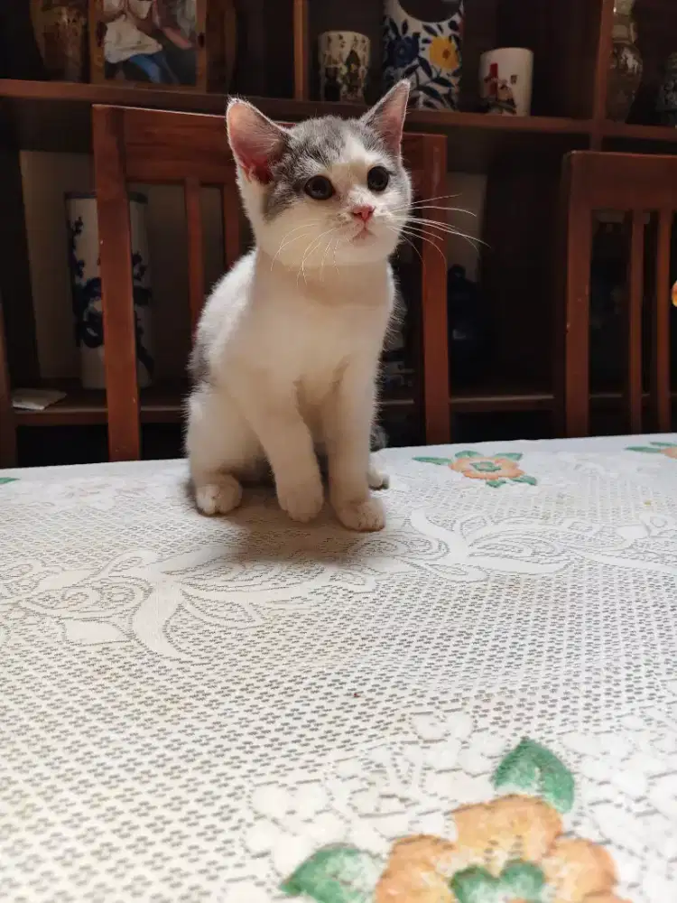 BSH Bicolor Blue
