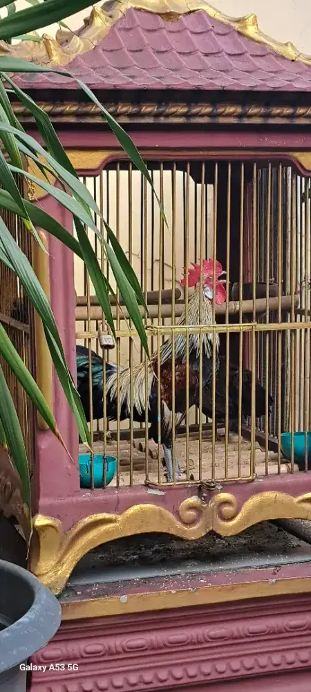 Ayam Hutan Sumatra
