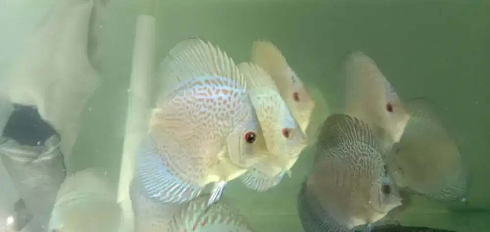 Jual ikan discus blue scorpion