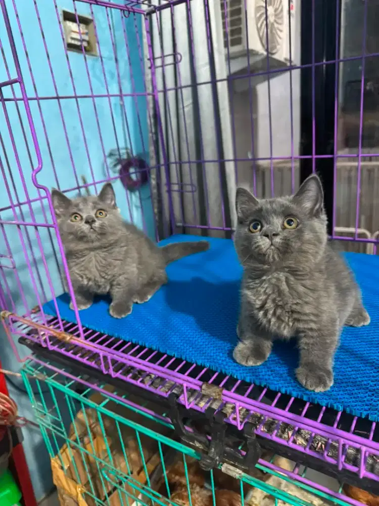 kucing kitten british shorthair munchin betina