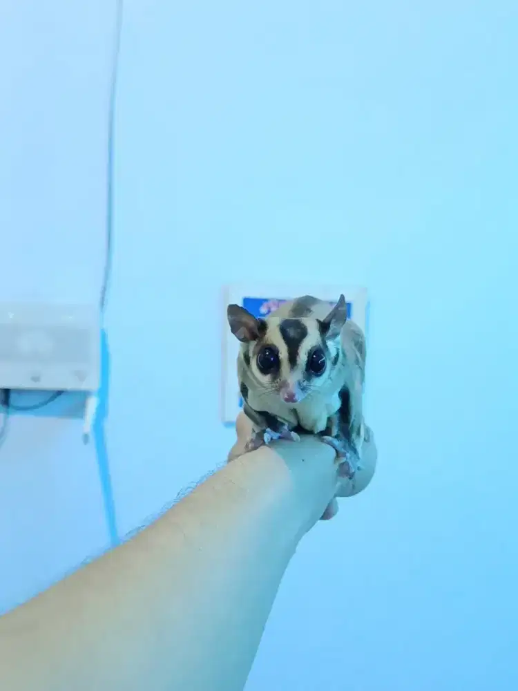 Sugar glider CG semi obes