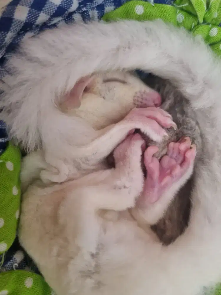 Sugar glider leucistic anakan