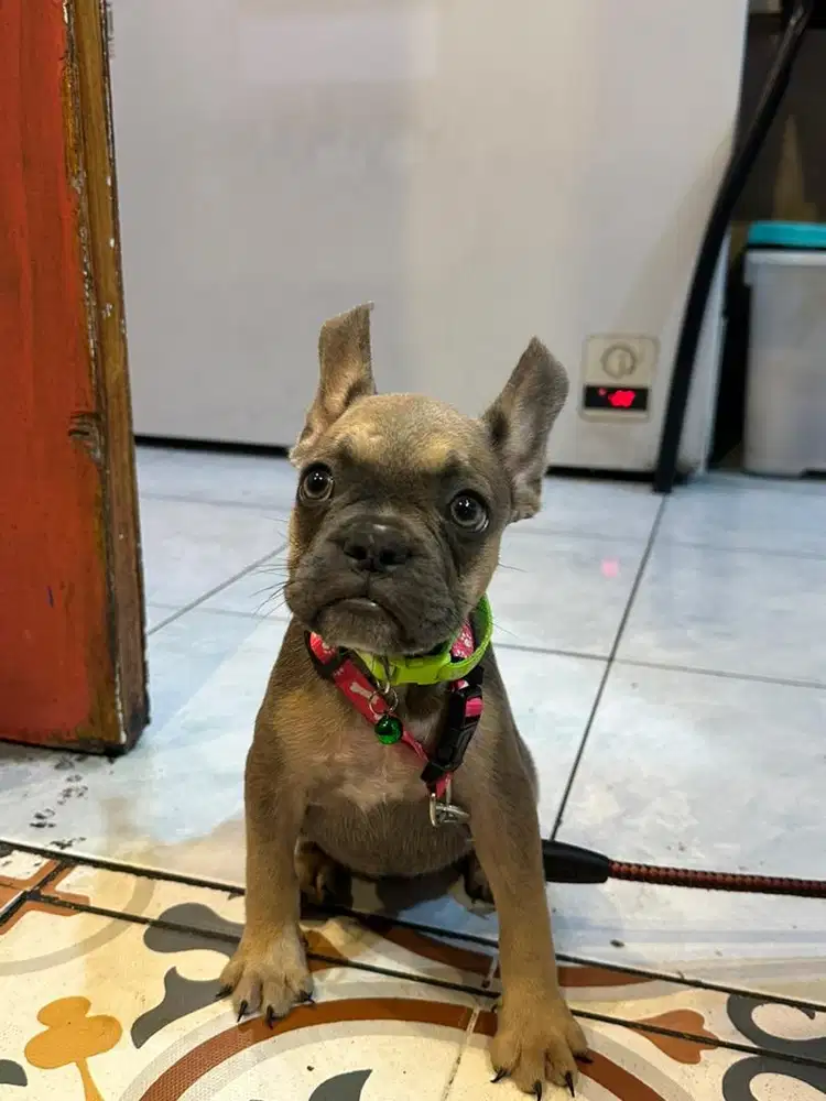 French Bulldog (BLUE SABLE)