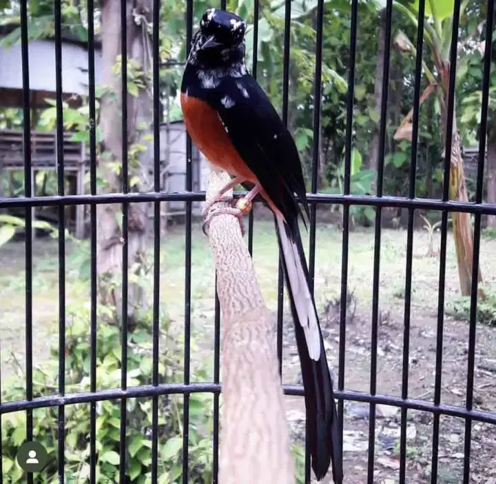 MURAI BATU BLOROK F3