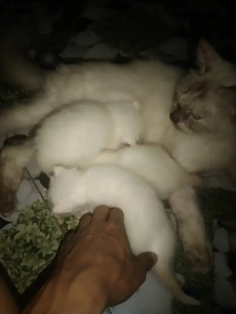 Persia kitten 1 bulan ada 3 ekor jantan