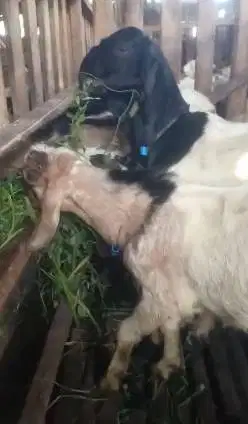 10 ekor bakalan kambing jantan 7-8 bln siap penggemukan ternak murmer