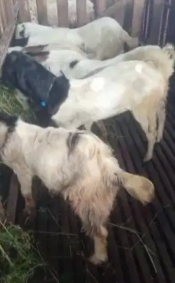 10 ekor bakalan kambing jantan 7-8 bln siap penggemukan ternak murmer
