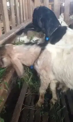 paketan 10 ekor bakalan kambing jantan 7-8 bulanan siap ternak murmer