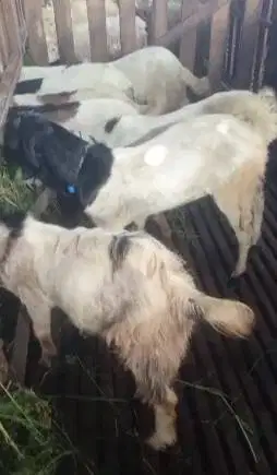 borongan 10 ekor bakalan kambing jantan 7-8 bulanan siap penggemukan