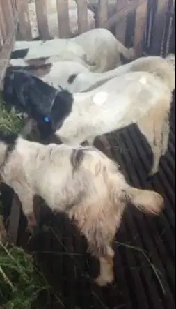 paketan 10 ekor bakalan kambing jantan 7-8 bln siap ternak digemukin