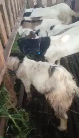 borongan 10 ekor bakalan kambing jantan 7-8 bln siap penggemukan piara