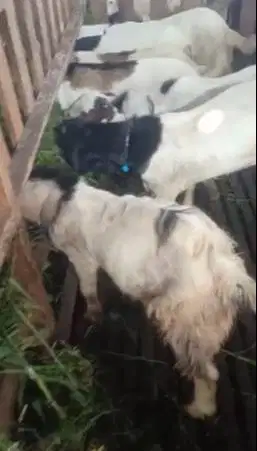 paket 10 ekor bakalan kambing jantan 7-8 bln siap penggemukan jamin ok