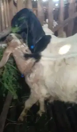 paketan 10 ekor bakalan kambing jantan 7-8 bln siap ternak piara hobby