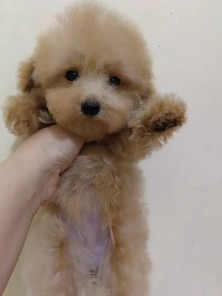 Teacup atau super tiny poodle