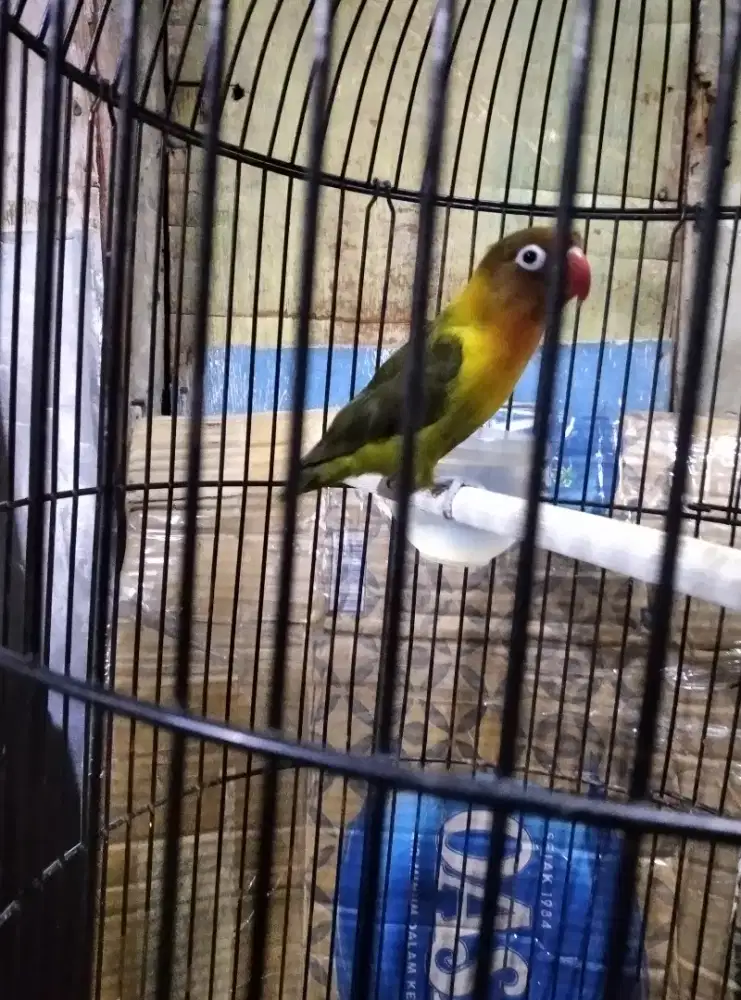 Lovebird olive fullset