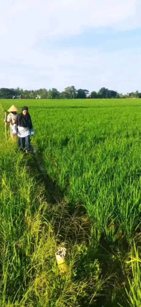 DIJUAL CEPAT TANAH SAWAH PRODUKTIF DI CABANG DUA BULAK - CABANGBUNGIN