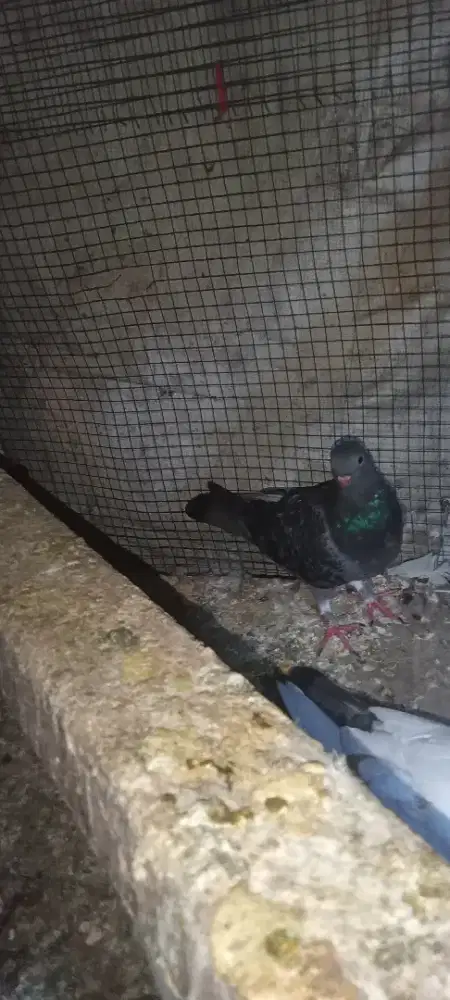 Burung dara jantan