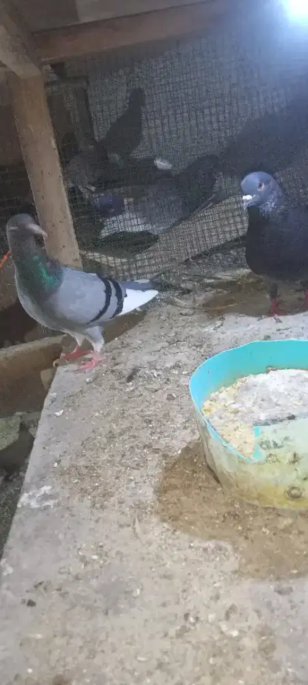 Burung dara jantan