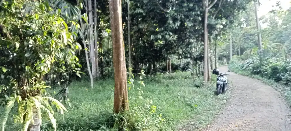 Di jual lhan kebun dukuh dan durian lt 3500 MTR ss AJB pinggir jln