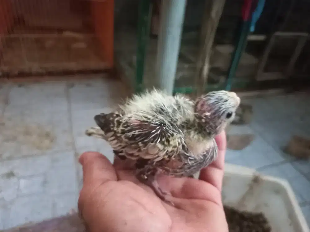 Baby falk lolohan