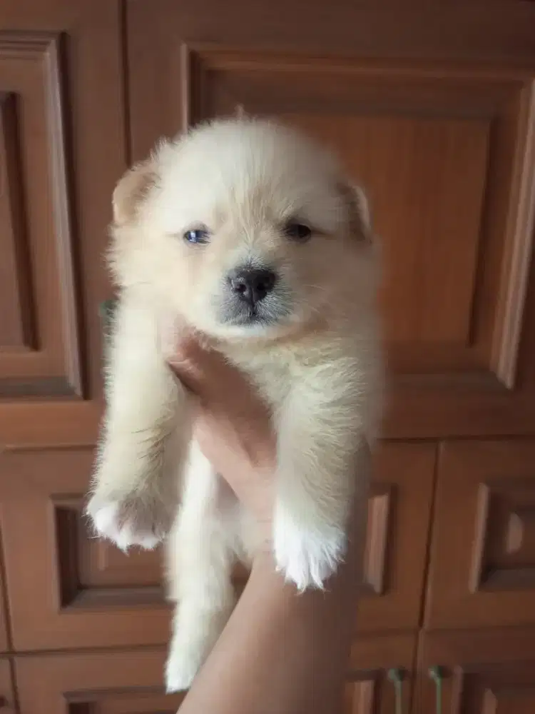 Anakan anjing Pom cakep