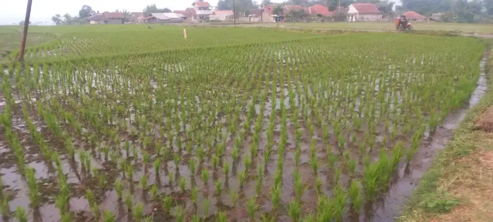 Tanah di jual lokasi masuk mobil jln desa biru ciparay