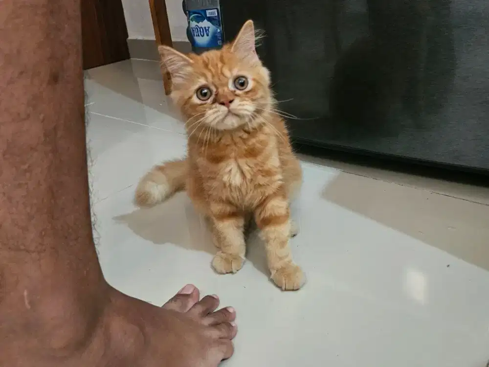 Lepas Adopsi kucing marble orange