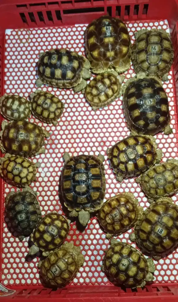 MAINAN KURA KURA SULCATA