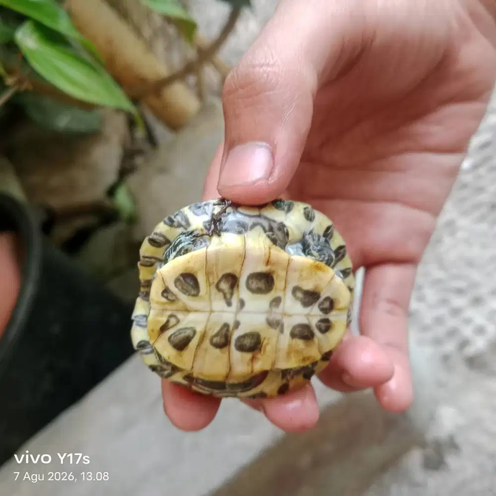 Kura kura brazil