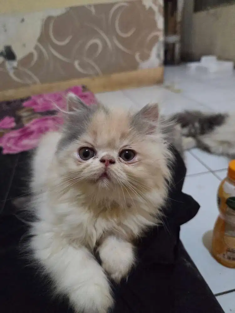 Kucing persia peaknose