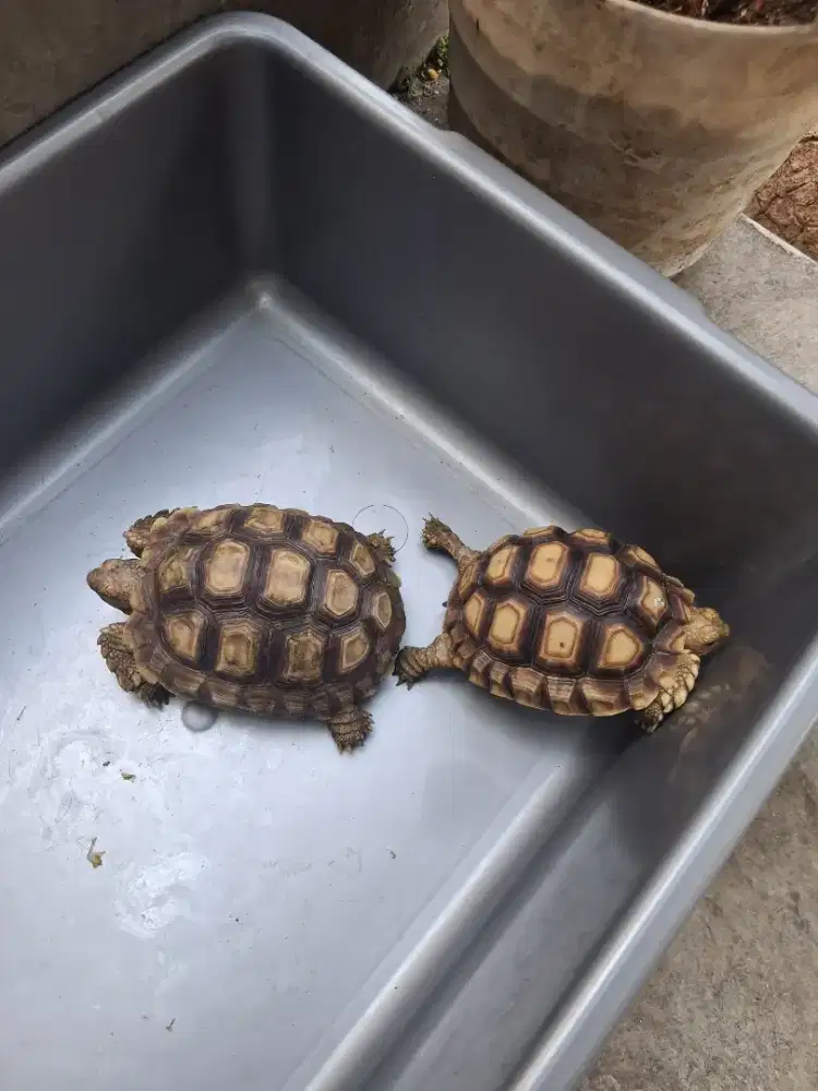 Sulcata Tortoise