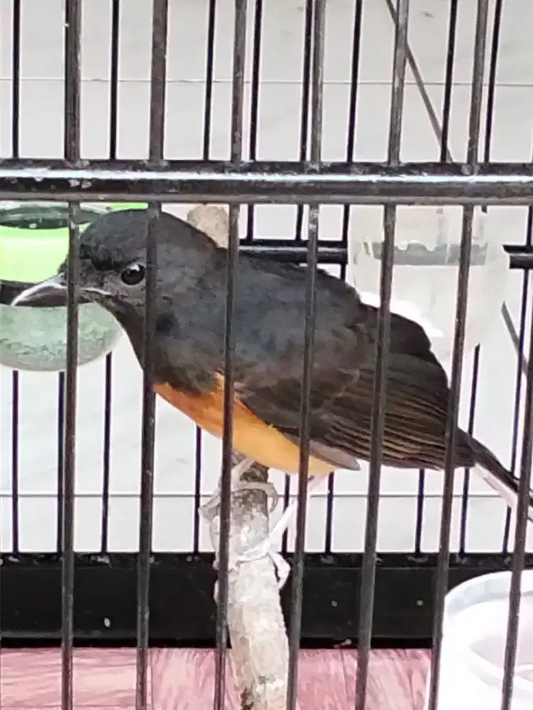 BURUNG MURAI BATU PASTOL