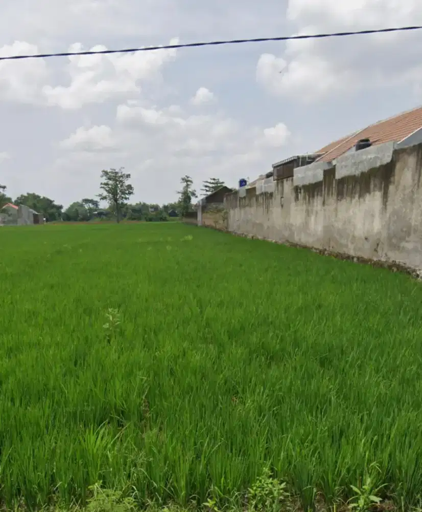 Sawah Strategis,Plumbon Mojolaban,Cocok Untuk Perum Elit Dekat ke Solo