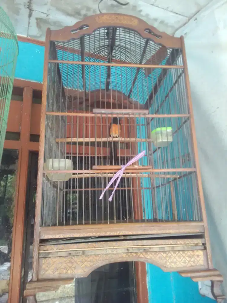 MURAY EKOR 16-17 HARIAN NGERIWIK KADANG NGEPLONG 1,3 JUTA FULSET NET