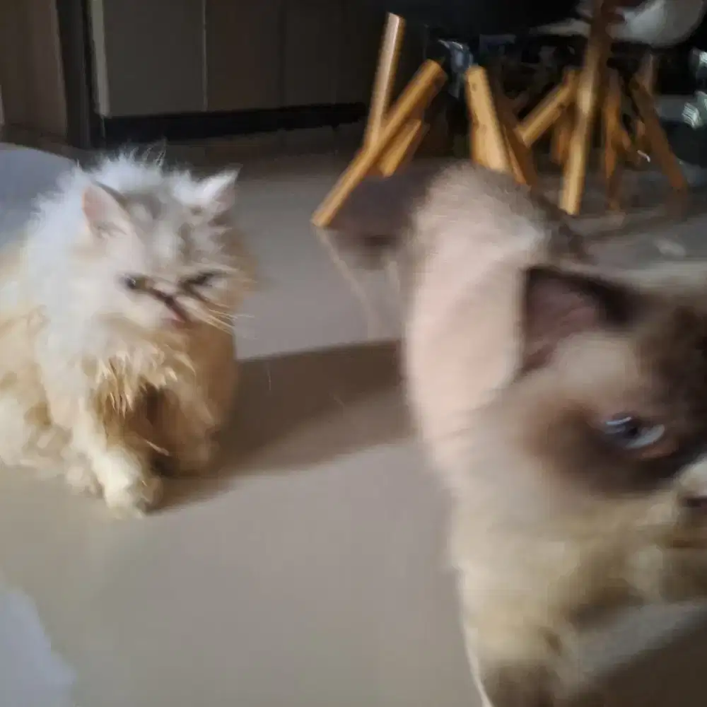 Lepas Adopt kucing 2 ekor