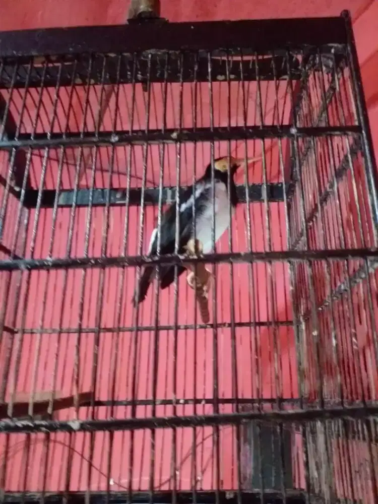 jalak suren gacior bising