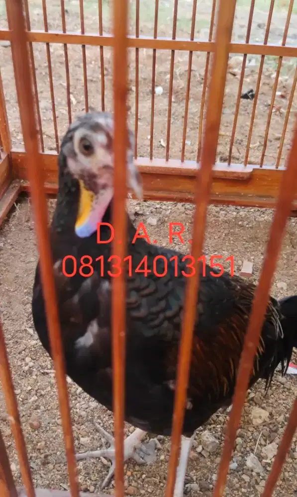 Ayam Hutan Hijau Lombok
