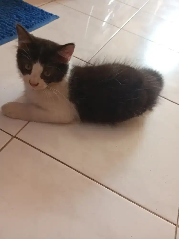 LA kitten Persia Medium