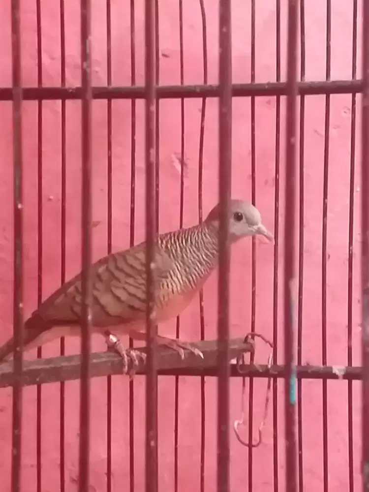 perkutut bangkok udah bunyi