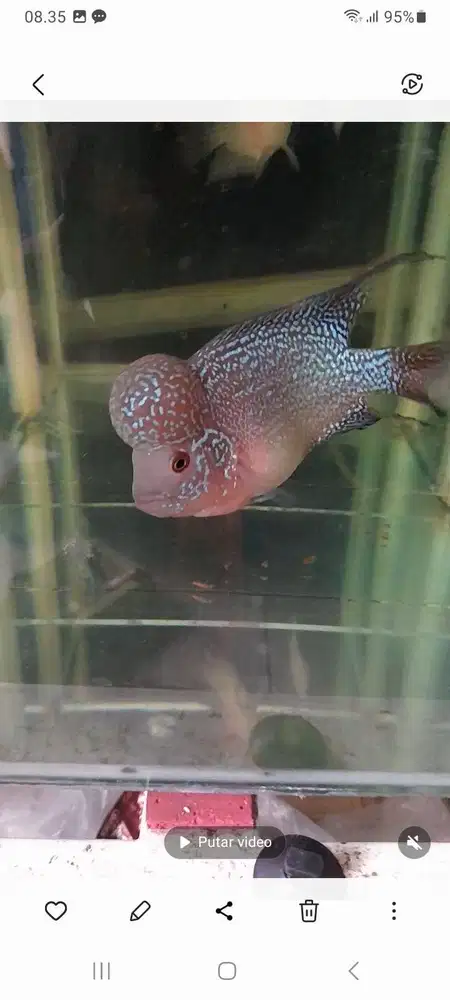 Ikan louhan super jenong boom head