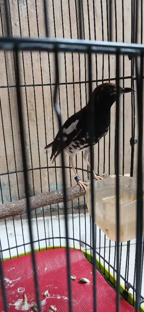 Burung anis kembang jantan 100%