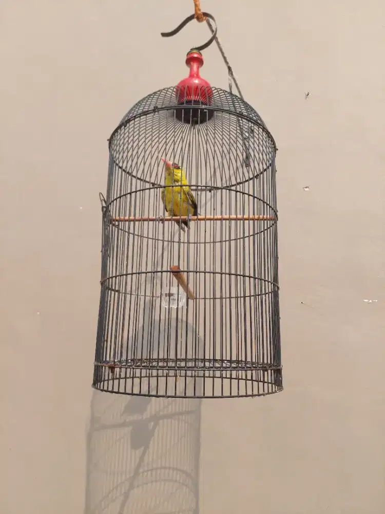 Burung kepodang