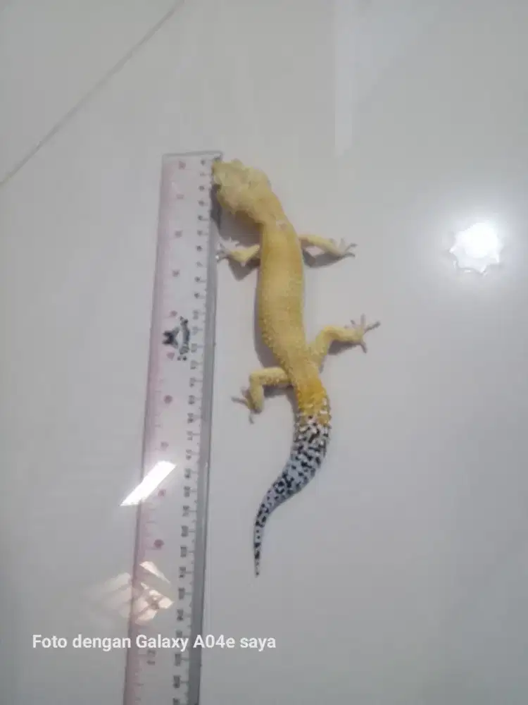 Leopard gecko dewasa sepasang.