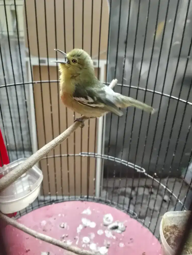 Jual burung cipoww gacorr cetrekan
