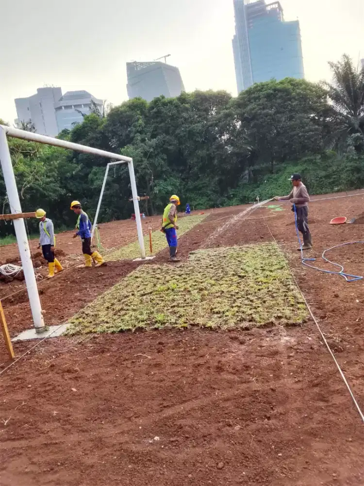 jual rumput gajah,tukang rumput
