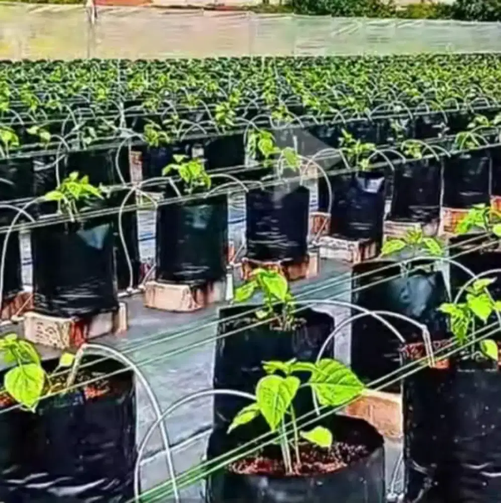 cari pekerjaan bid hidroponik